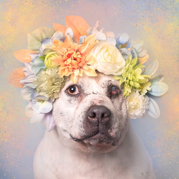 Homeless Pit Bulls Get a Chance to Shine in Floral Photo Series