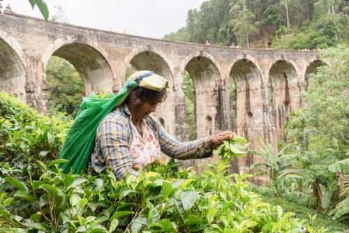 Sri Lanka's Food Crisis Reveals the Dangers of Environmental Planning