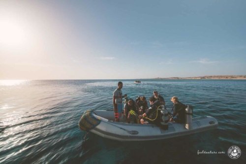 Tauchlehrer werden: So läuft die PADI Tauchlehrer-Ausbildung