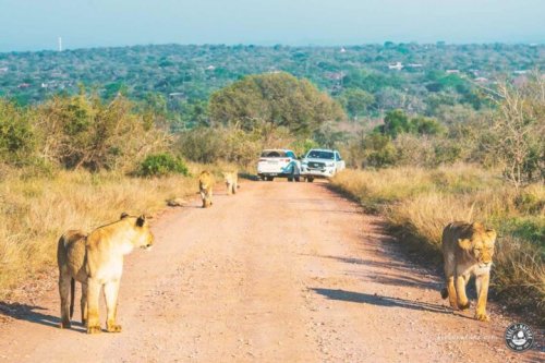 Kruger National Park: Tiere die Du in Südafrika sehen kannst