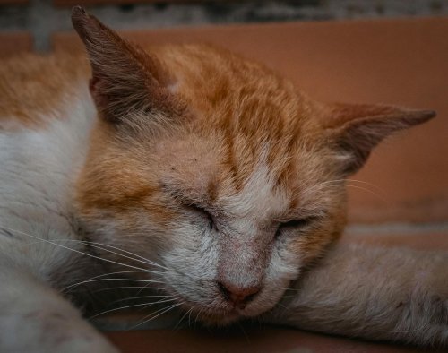 Do Cats Feel the Weight of a Broken Routine?