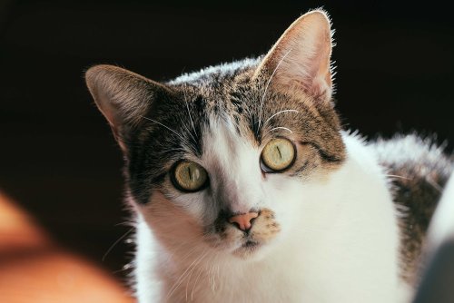 West Ham Footballer Kurt Zouma Sentenced for Cat Abuse Video