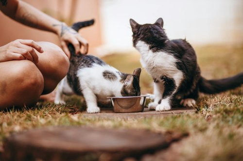 Why Cats Stay Close Without Needing Physical Touch