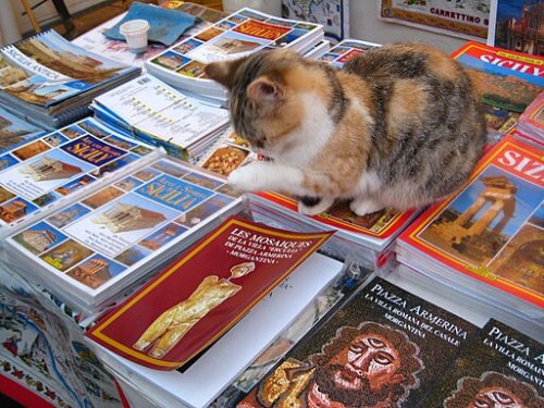 The Craziest Cat-Related Guinness World Records