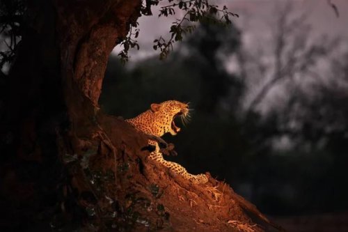 The Science of Big Cat Roars and Their Purposes