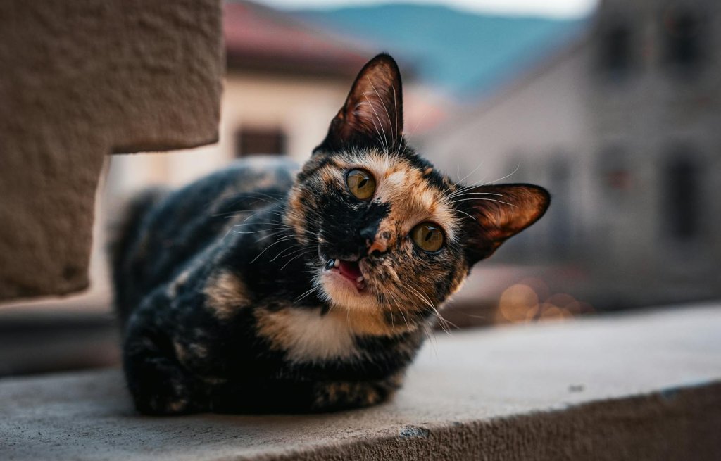 CATS