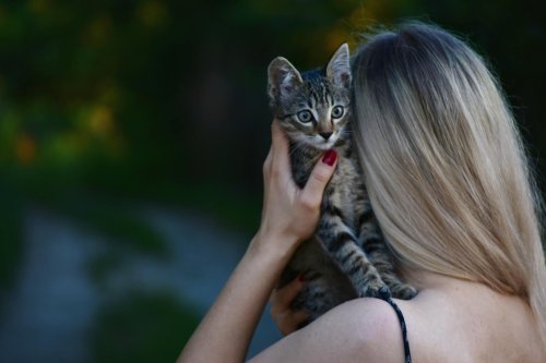 10 Cat Breeds That Bond Slowly but for Life