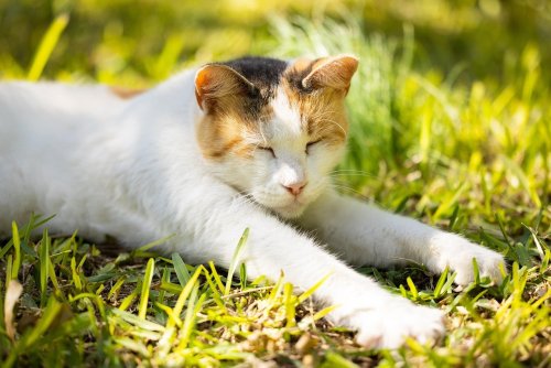 10 Cat Breeds That Are Emotionally Sensitive but Quiet