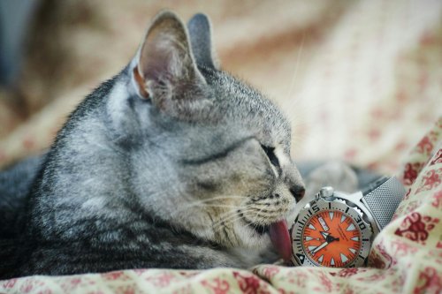 12 Moments Cats Choose to Be Near You Without Needing Anything