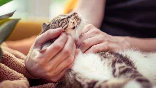 How Can I Tell If My Cat Genuinely Enjoys Our Cuddle Time?