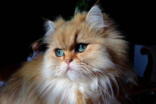 Do Persian Cats Really Love to Be Pampered? 7 Elegant Behaviors of This Regal Breed