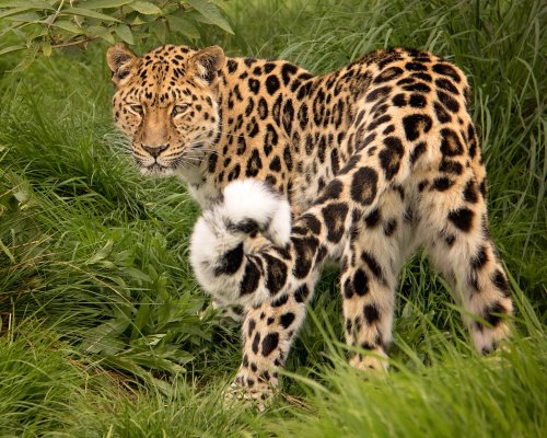 Why Leopards Are the Ultimate Survivalists