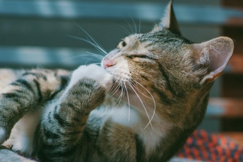 What It Means When Cats Groom in Your Presence