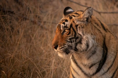 The Cultural Significance of Tigers in Asia