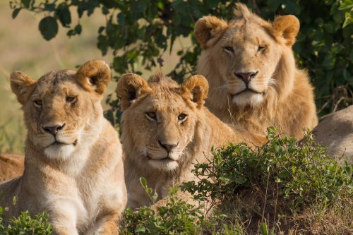 Should Humans Intervene to Protect Endangered Big Cats?