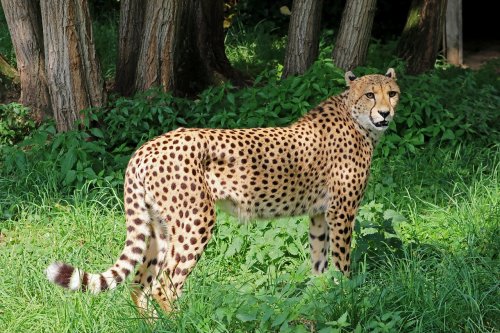 How Big Cats Adapt to Urban Encroachment