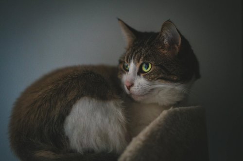10 Cat Behaviors That Develop After Long-Term Trust