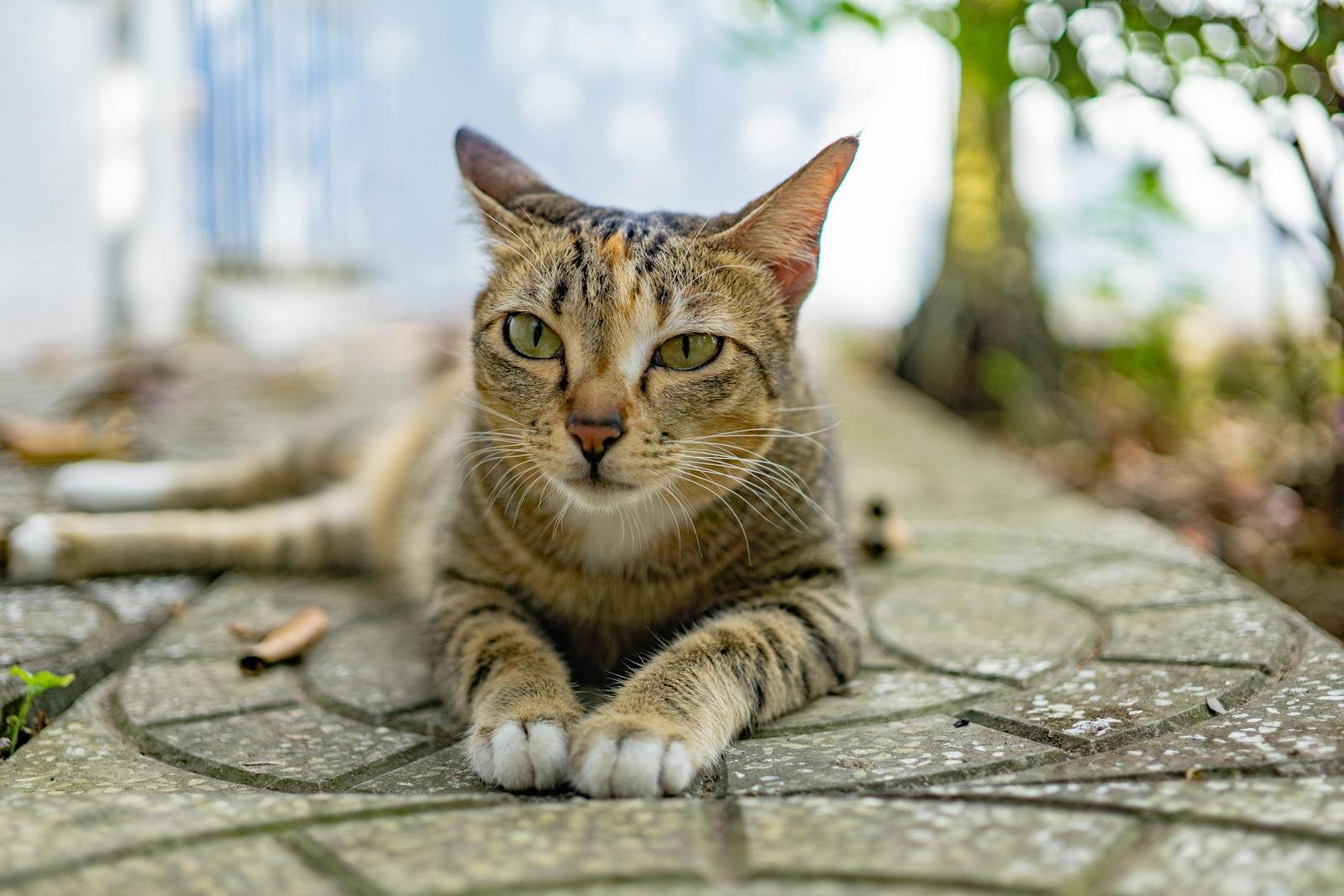 Do Cats Have Emotions as Complex as Humans? Science Weighs In