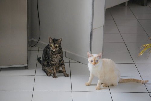 Science Confirms Owning a Cat Could Be Protecting Your Heart