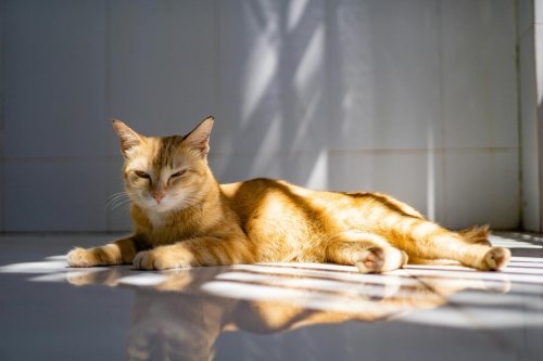 Should House Cats Be Allowed Outdoors? The Indoor vs. Outdoor Debate