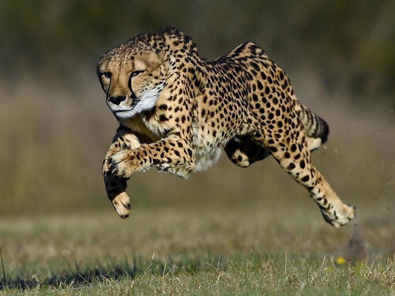 Do Cheetahs Truly Deserve Their Status as the Fastest Animals on Land? - cover