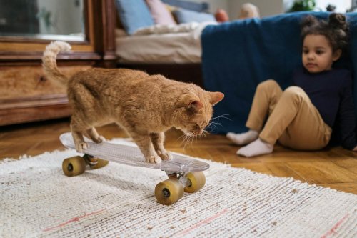 Why Cats Sleep Nearby Instead of on You
