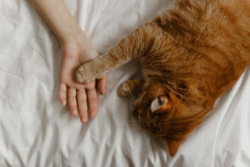 10 Cat Habits That Form Only After Deep Trust Is Built