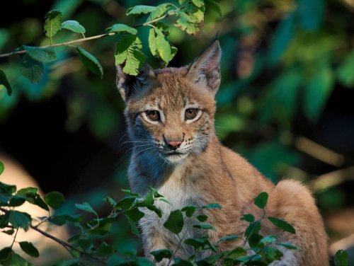 All the Best Places to See Lynx
