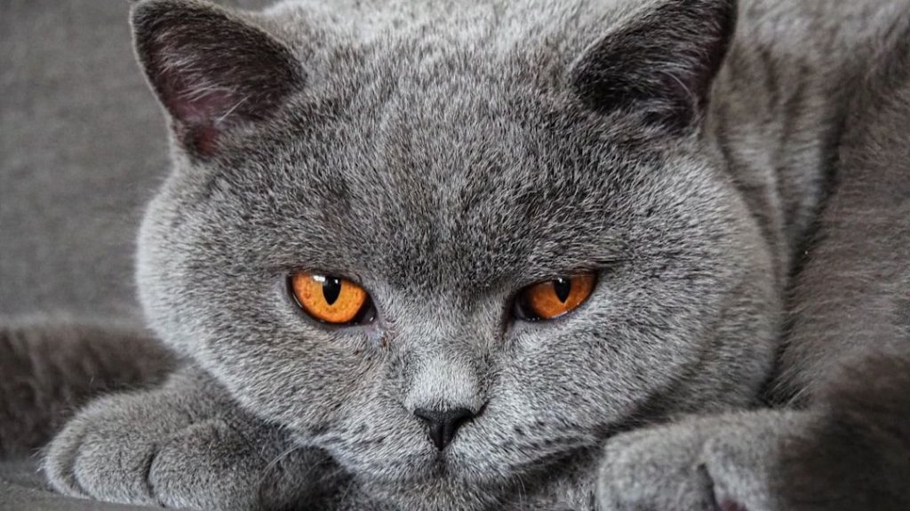 Cat Behavior and Bonding - cover