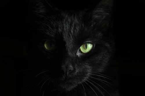 Why Are Black Cats Associated With Halloween and Superstition?