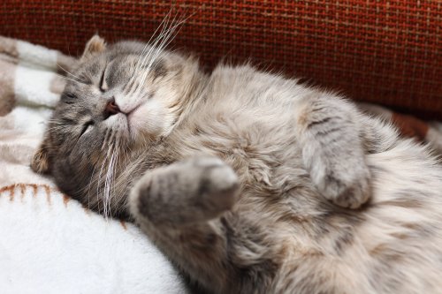 How Cats Stay Cool in Hot Weather