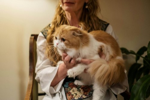 8 Moments That Show Your Cat Is Fully Invested in You