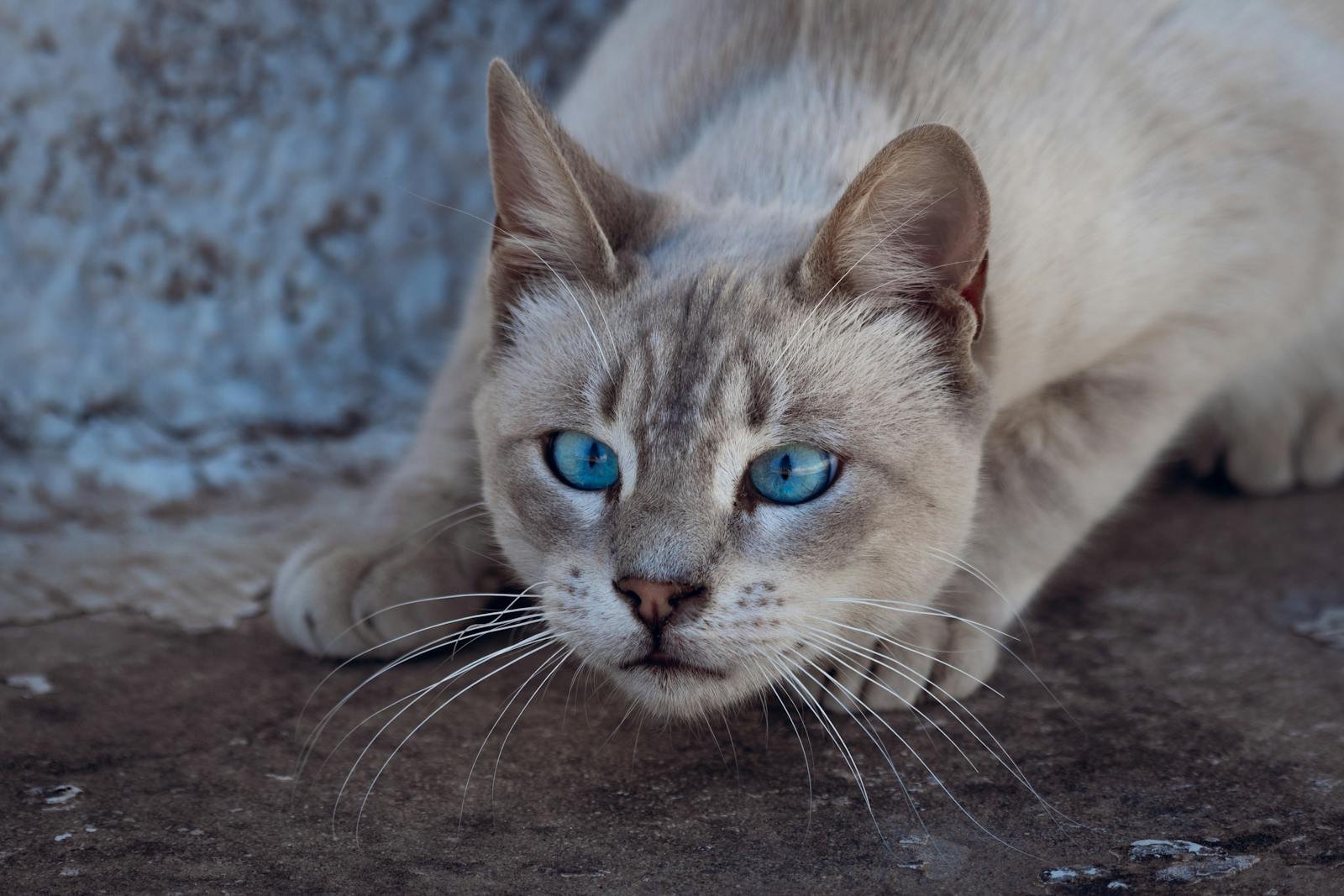 Do Cats Understand Us Better Than We Think? The Mystery of Feline Communication