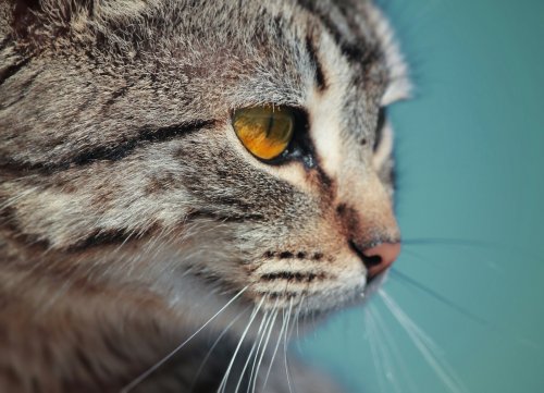Do Domestic Cats Really Reduce Human Stress?