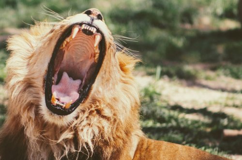 Why Do Lions Roar? The Secret Science Behind Their Thunderous Calls