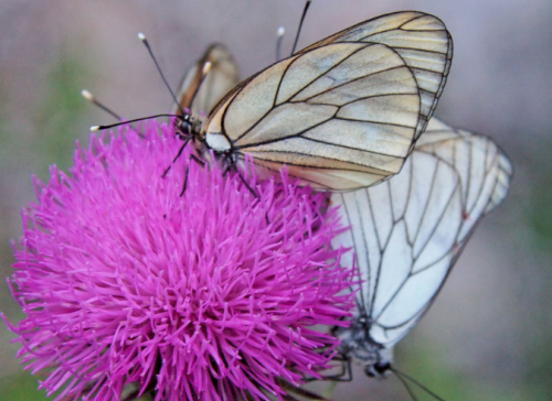 La Stratégie nationale biodiversité 2030