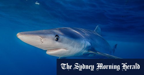 Underwater footage reveals the terrible cost of industrial fishing