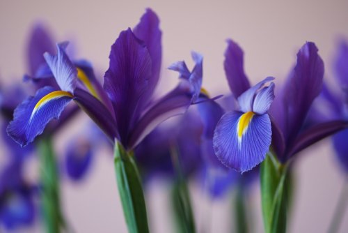 10 blaue Blumen, die im Frühling blühen