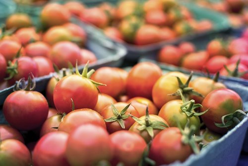 Tomaten ernten – wann sind sie reif und wie geht es?