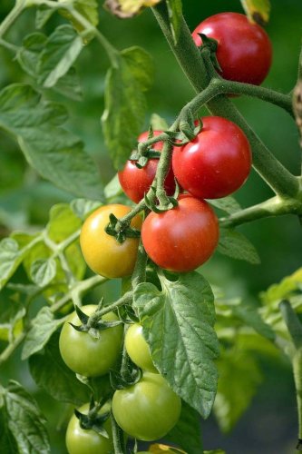 Mischkultur Tomaten - Gute Nachbarn für Tomaten pflanzen