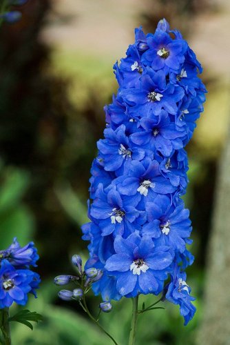 Die 14 schönsten blauen Blumen für Garten und Balkon