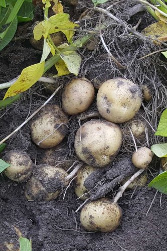 Mischkultur: Gute und schlechte Nachbarn für Kartoffeln