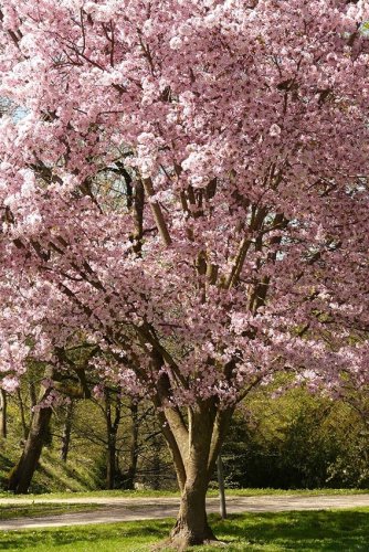 Die 10 besten Bäume für Sichtschutz im Garten