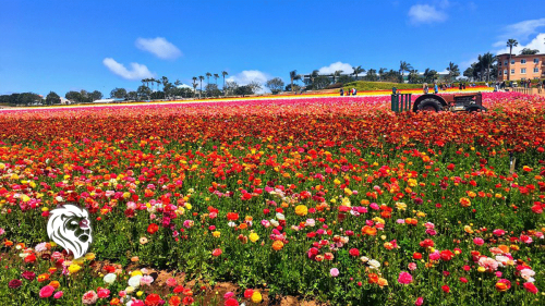 Carlsbad Timeshare: Seaside Resorts You'll Love