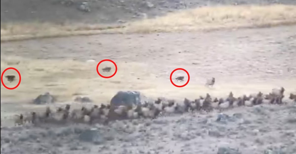 Video: Pack of Wolves Chases Huge Elk Herd and Takes Down Cow Elk