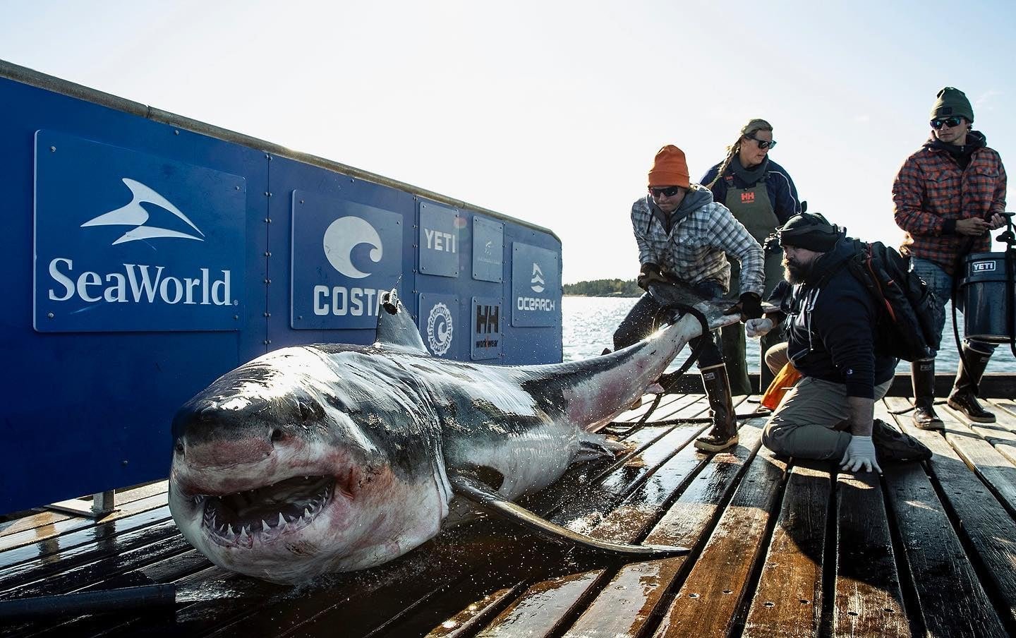 A 1,000-Pound Great White Is Cruising East Coast Waters