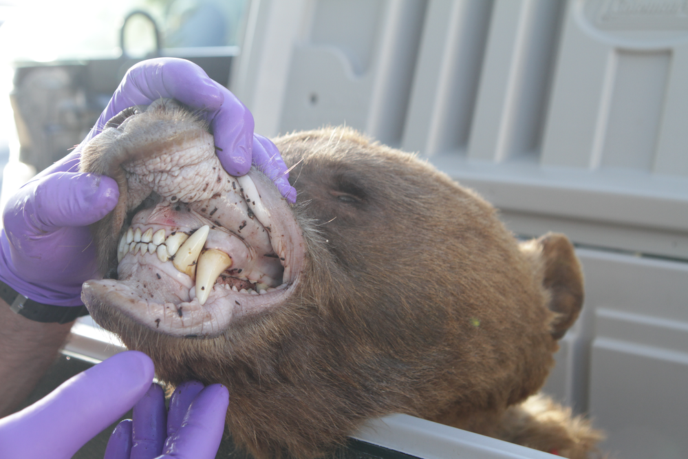 Six Terrifying Bear Attack Stories