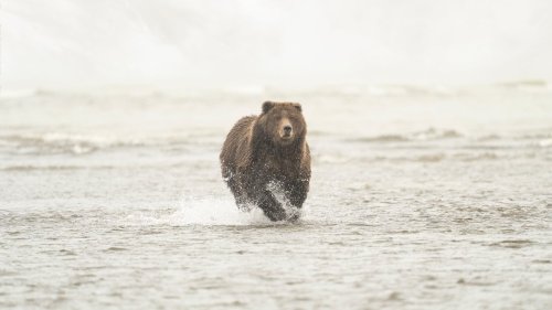 How Fast Can a Bear Run: A Species-by-Species Guide | Flipboard