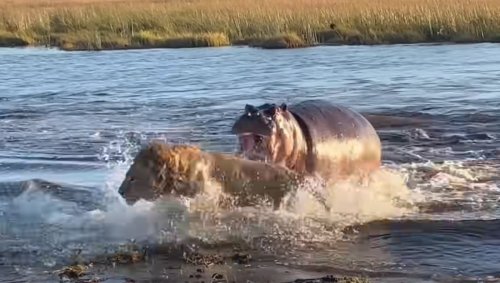 Watch: Angry Hippo Takes on a While Pride of Lions