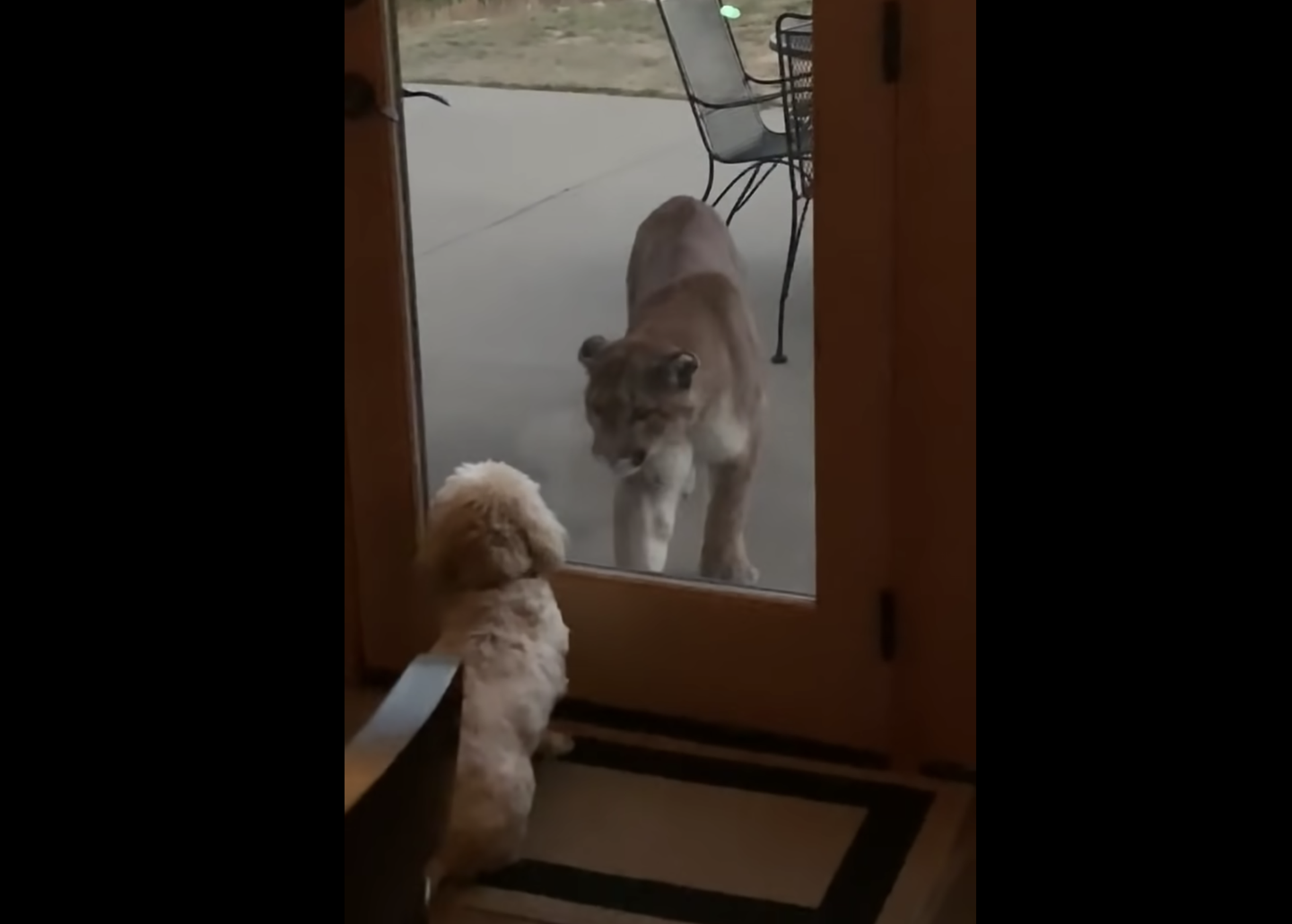 Video: Lap Dog Stares Down Mountain Lion in Colorado Backyard